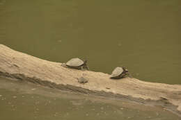 Image of Assam Roofed Turtle