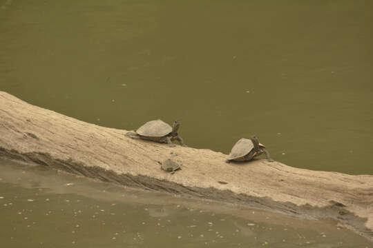 Image of Assam Roofed Turtle