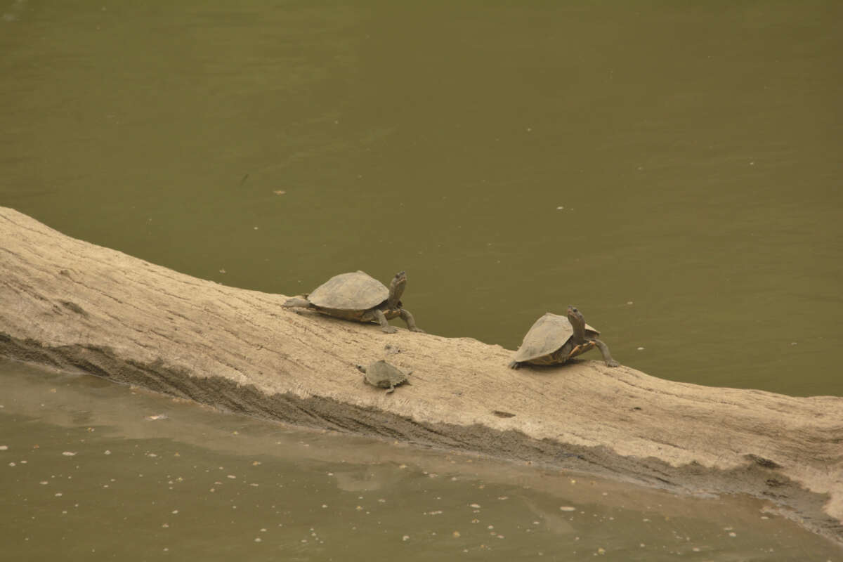 Image of Assam Roofed Turtle