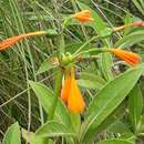 Image of Stenomesson aurantiacum (Kunth) Herb.