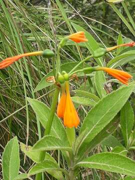 Imagem de Stenomesson aurantiacum (Kunth) Herb.