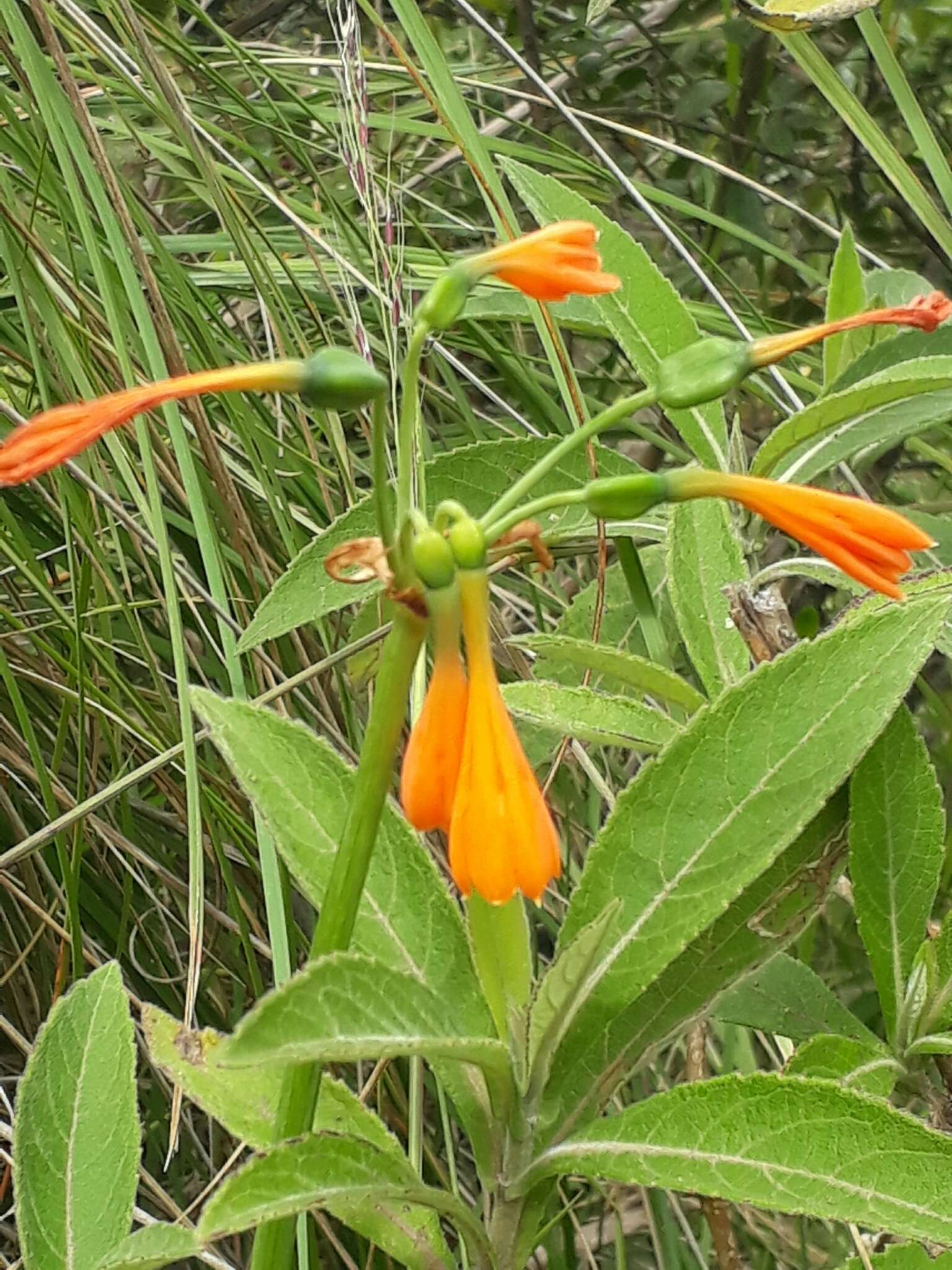 Image of Stenomesson aurantiacum (Kunth) Herb.