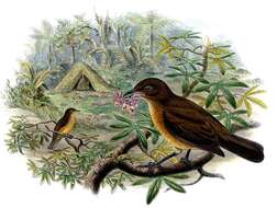 Image of Vogelkop Bowerbird