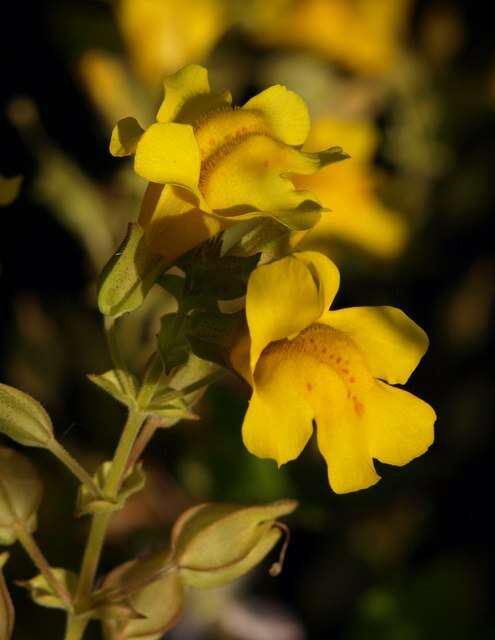 Image of Erythranthe guttata (DC.) G. L. Nesom