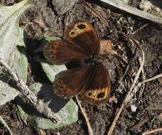 Image of Autumn Ringlet