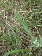 Image of Achillea asiatica Serg.