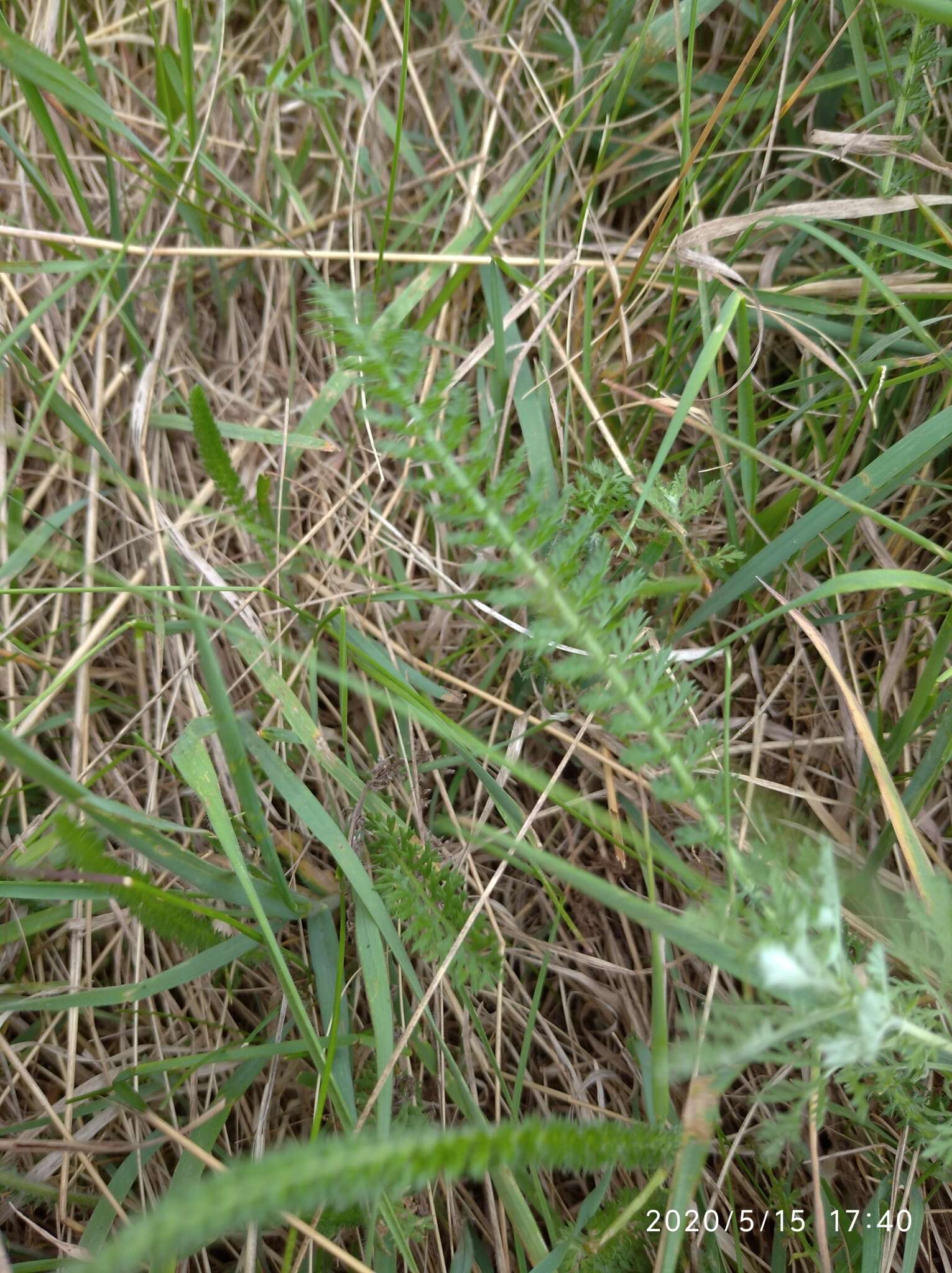 Sivun Achillea asiatica Serg. kuva