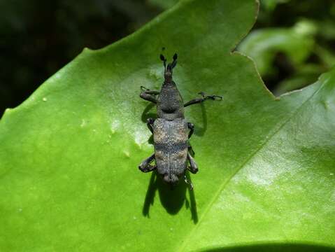 Image de <i>Rhodobaenus nigrofasciatus</i>