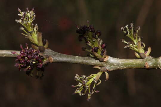 Image of Fraxinus angustifolia subsp. angustifolia