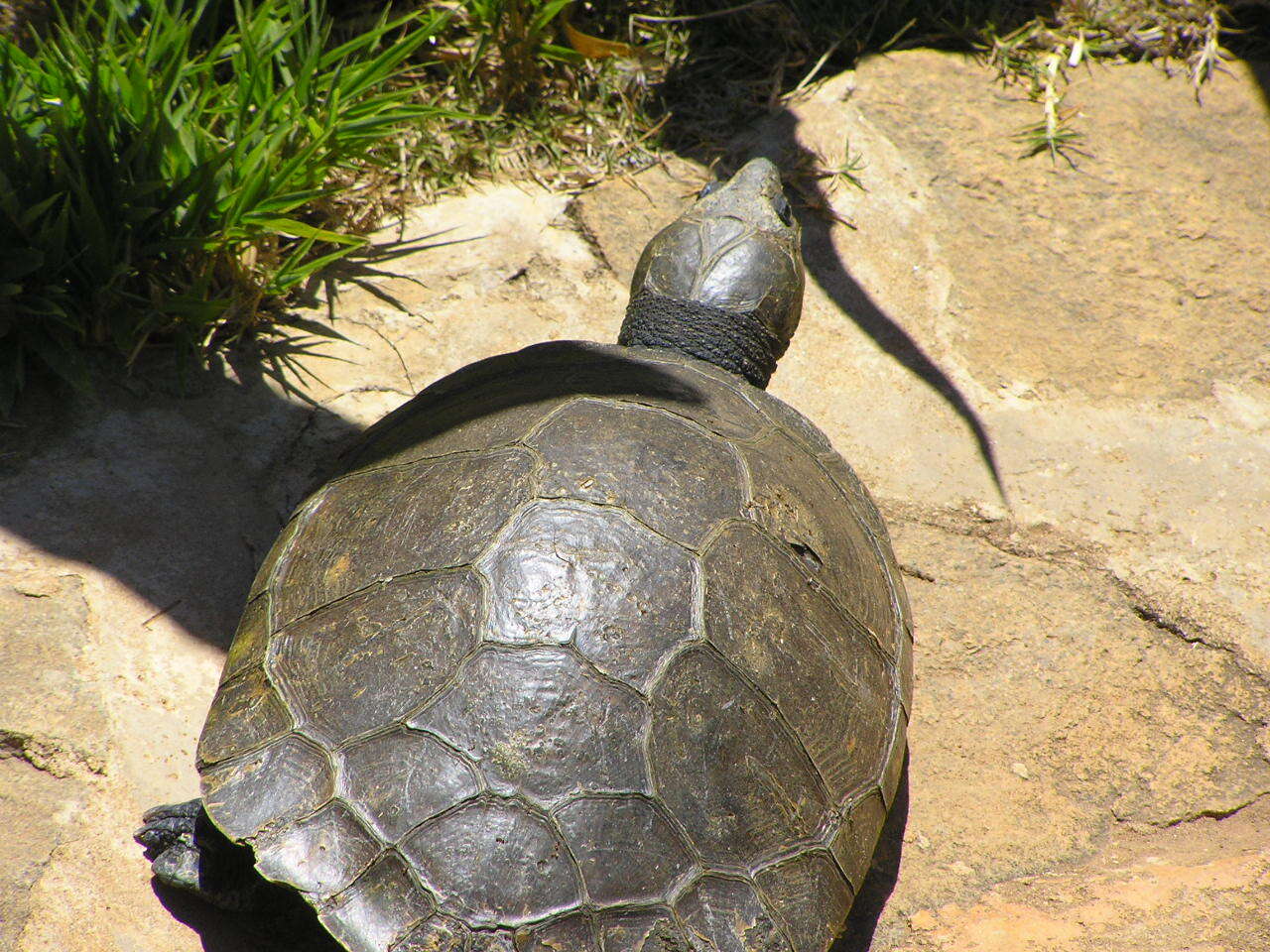 Image of Erymnochelys