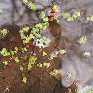 Image of Rootless Duckweed