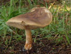 Image of Melanoleuca cognata (Fr.) Konrad & Maubl. 1927