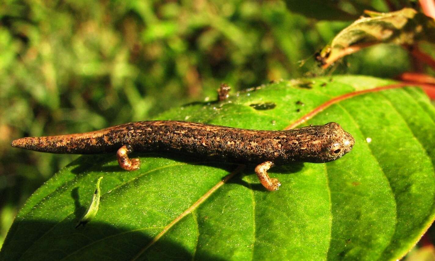 Image of Common Dwarf Salamander