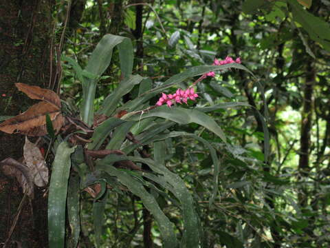 Image of Aechmea drakeana André