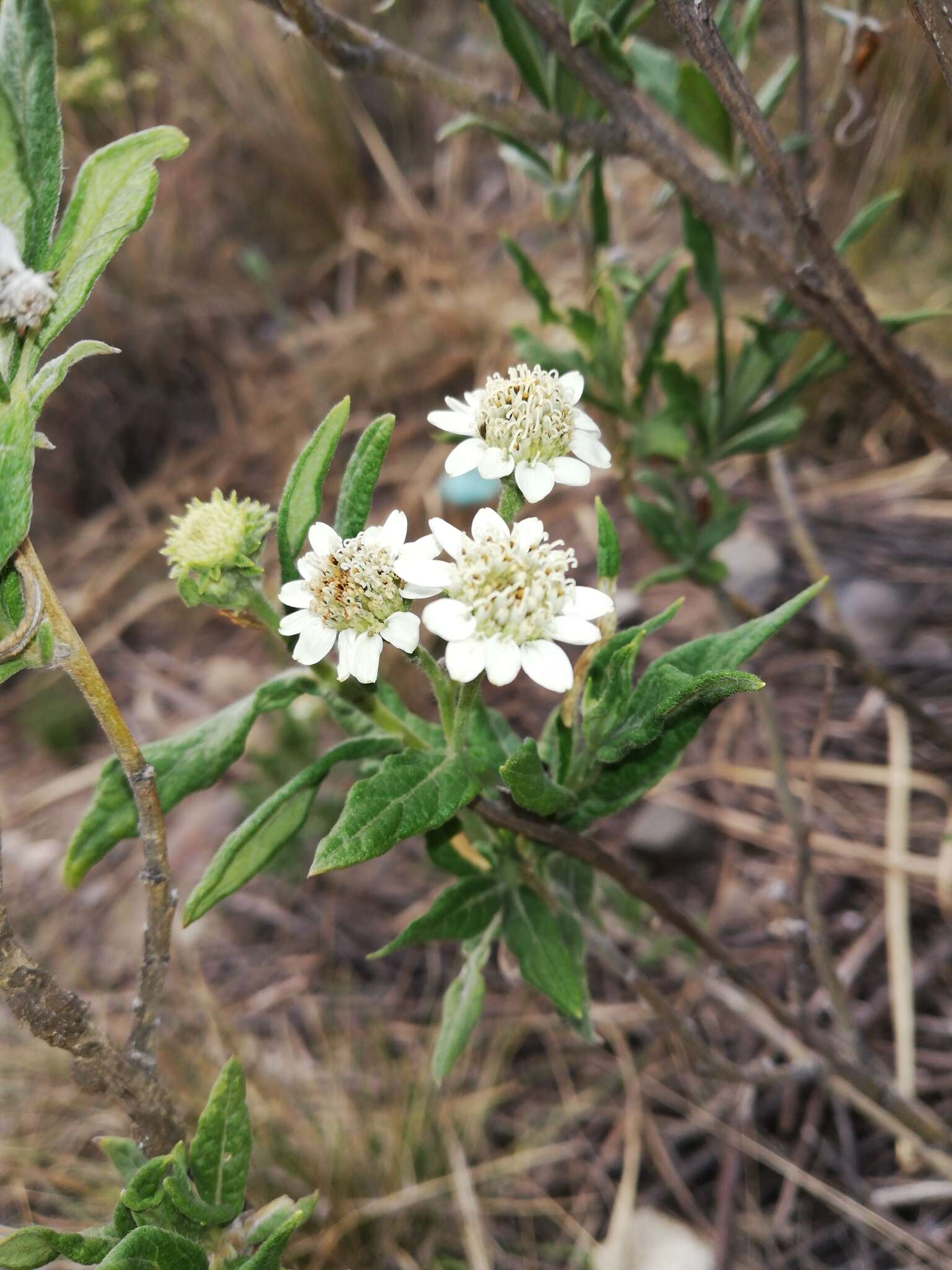 Image of Verbesina boliviana Klatt