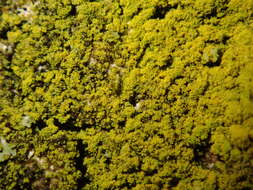 صورة Candelariella xanthostigma (Ach.) Lettau