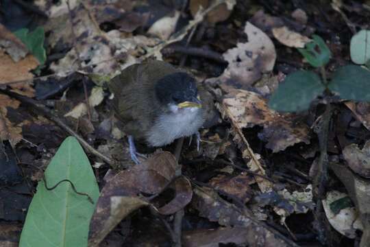 Image of Dark-fronted Babbler