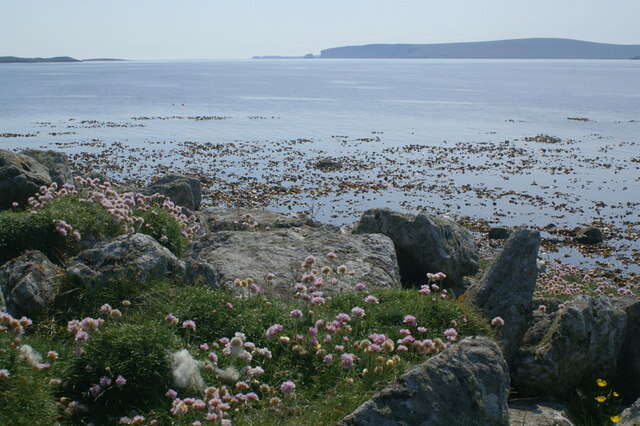 Image of thrift seapink