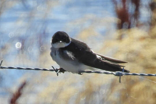 Image of Chilean Swallow