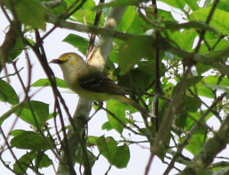 Слика од Vireo griseus (Boddaert 1783)