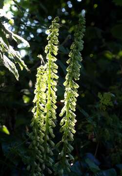 Image of Umbilicus rupestris (Salisb.) Dandy