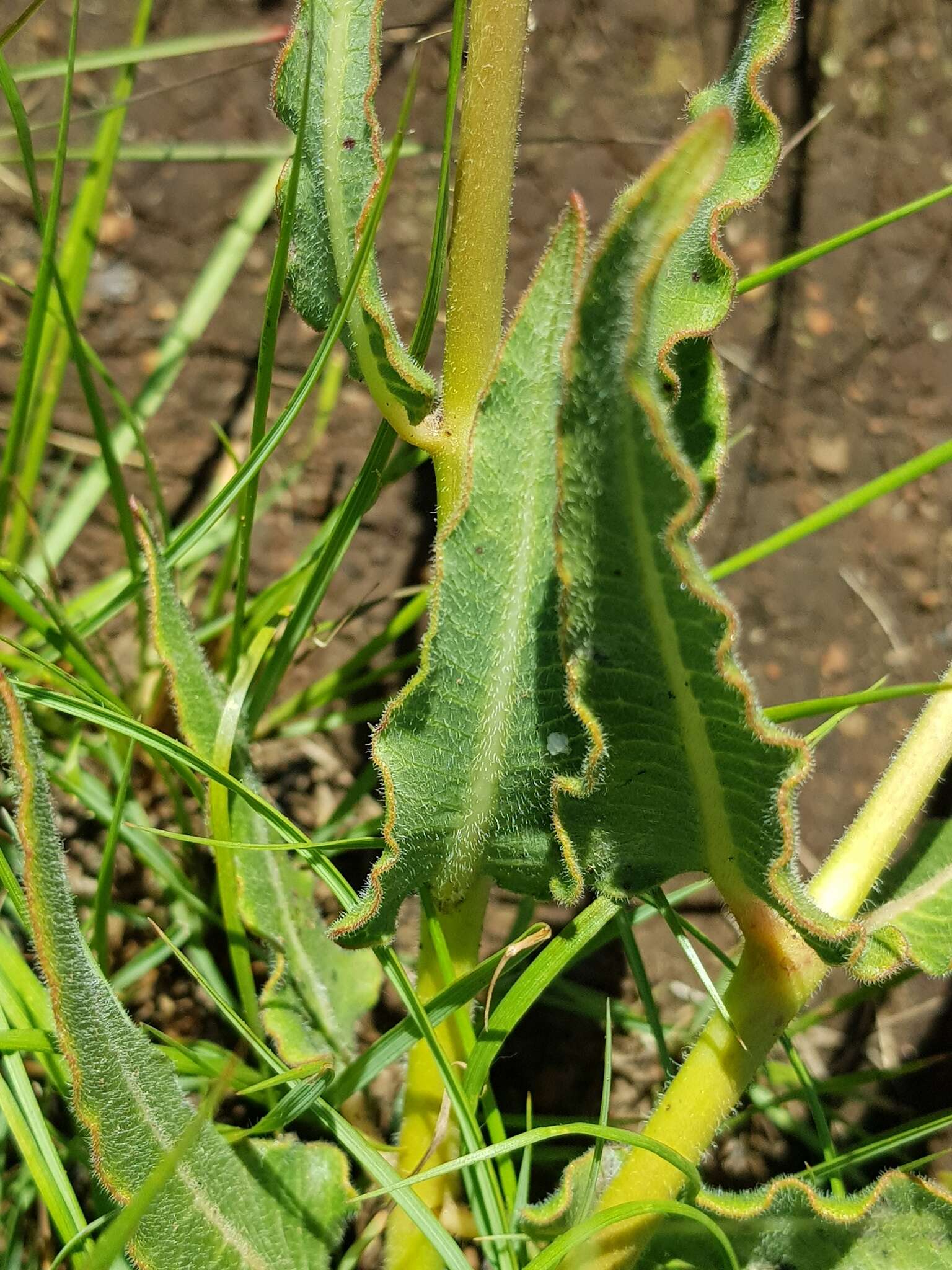 صورة Asclepias fallax (Schltr.) Schltr.