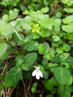 Image of Isoglossa gracillima Baker