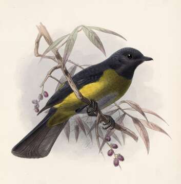 Plancia ëd Phainoptila Salvin 1877