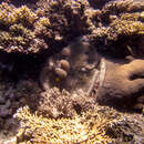 Image of Honeycomb coral