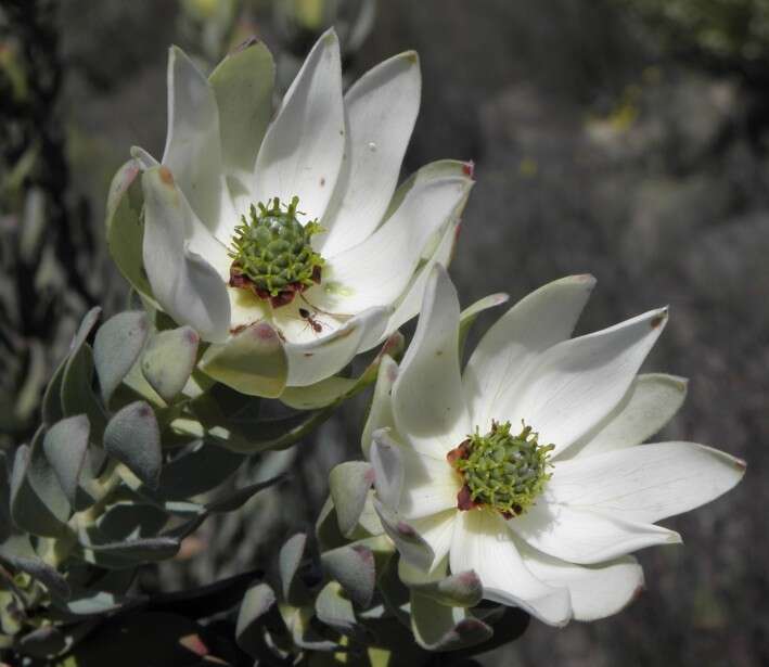 Image of Ivory conebush