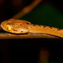 Image of Beddome's Cat Snake