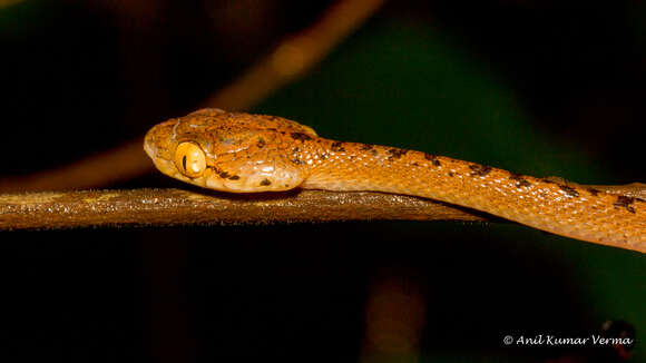 Image of Beddome's Cat Snake