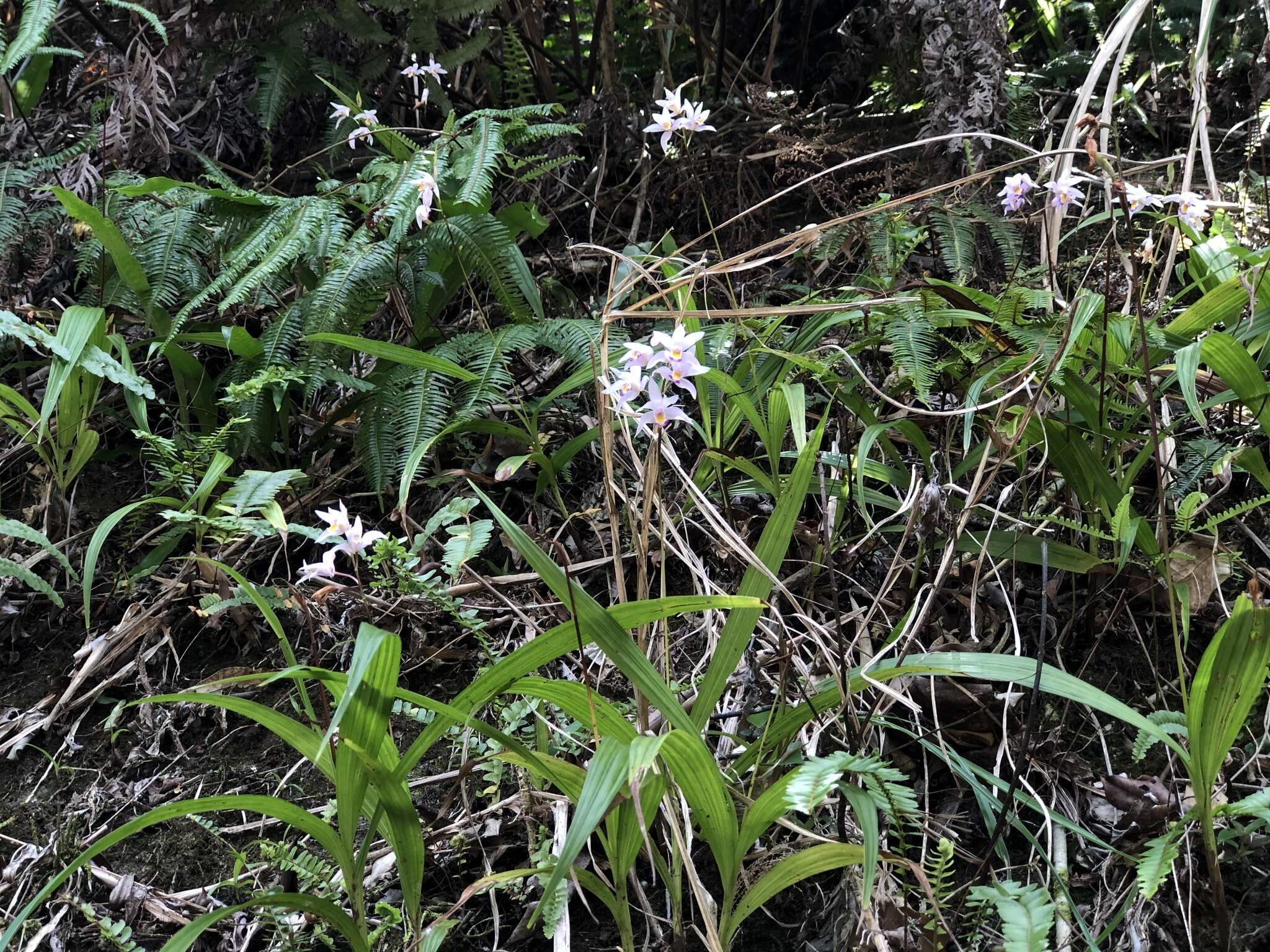 Sivun Bletilla formosana (Hayata) Schltr. kuva