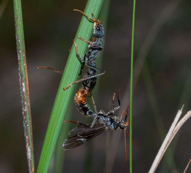 Image of Myrmecia tarsata Smith 1858