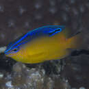 Image of Blueback damsel