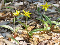 Imagem de Erythronium americanum Ker Gawl.