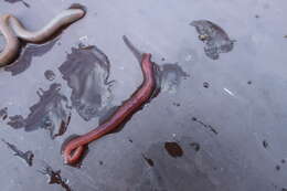 Image of Red wiggler, manure worm, soilution worm, brandling worm, english redworm