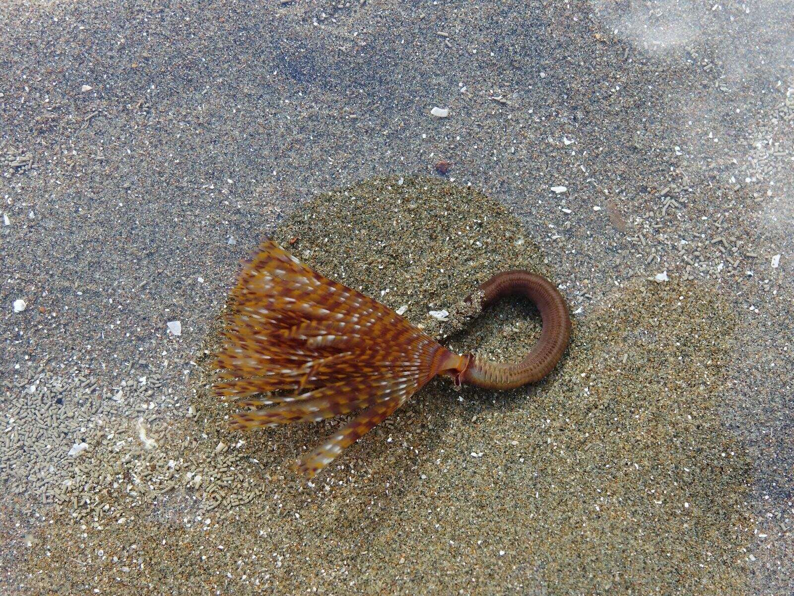 Image of European fan worm