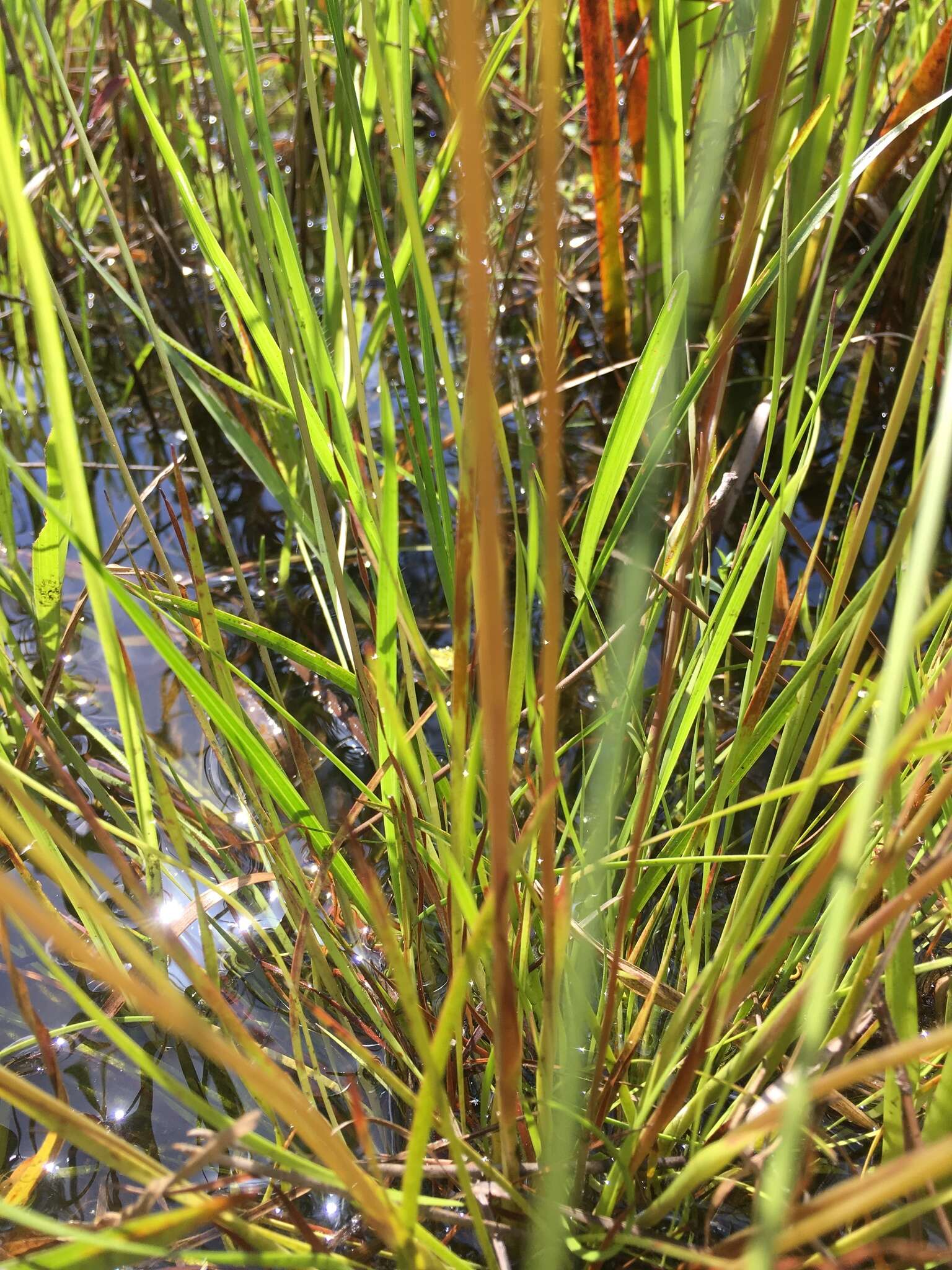 Image of Elliott's Yellow-Eyed-Grass