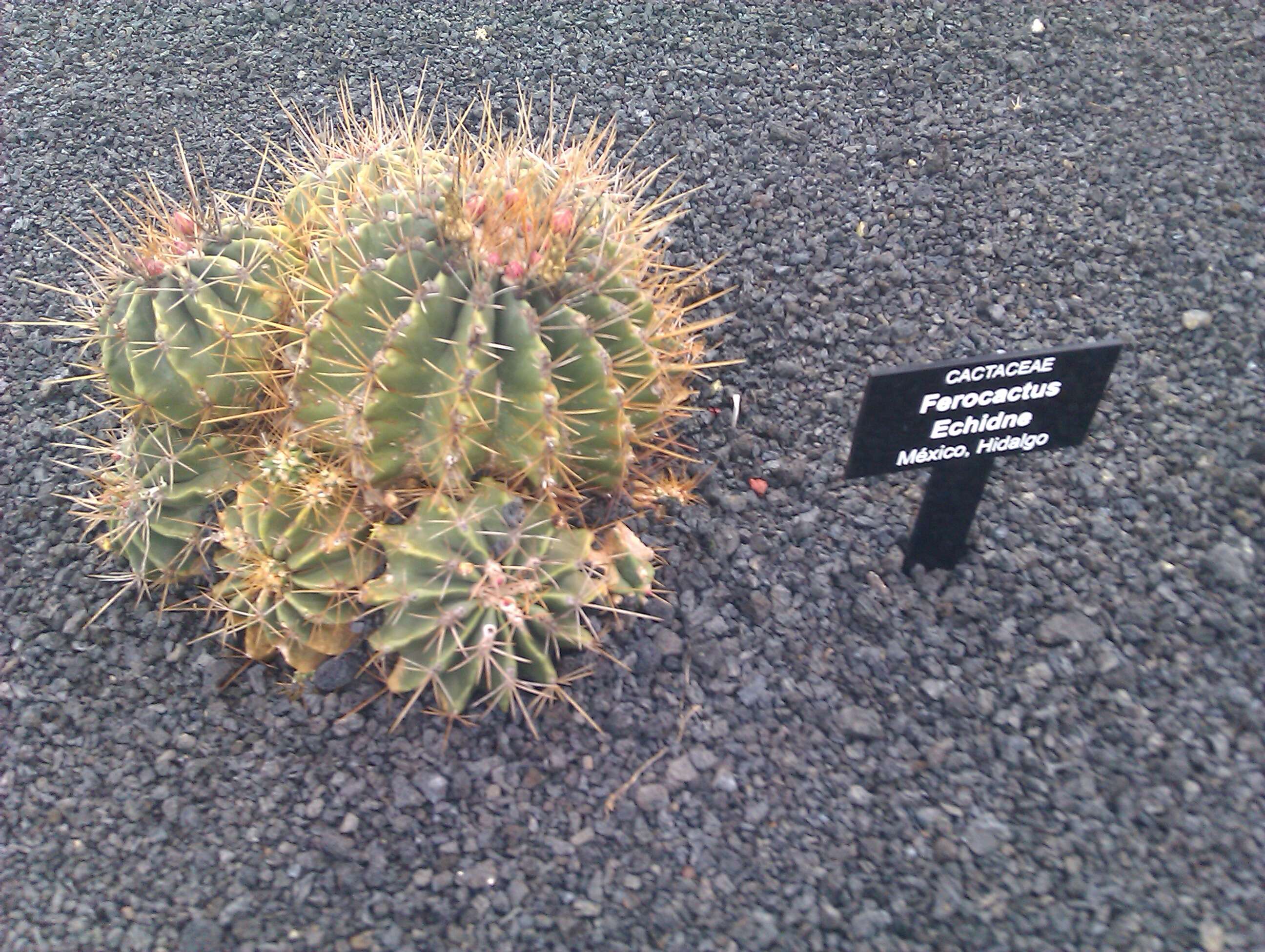 Image of Emory's barrel cactus