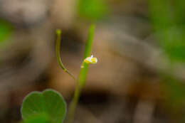 Image of Mouse-ear Cress