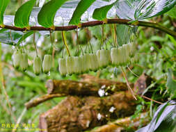 Image of Polygonatum arisanense Hayata