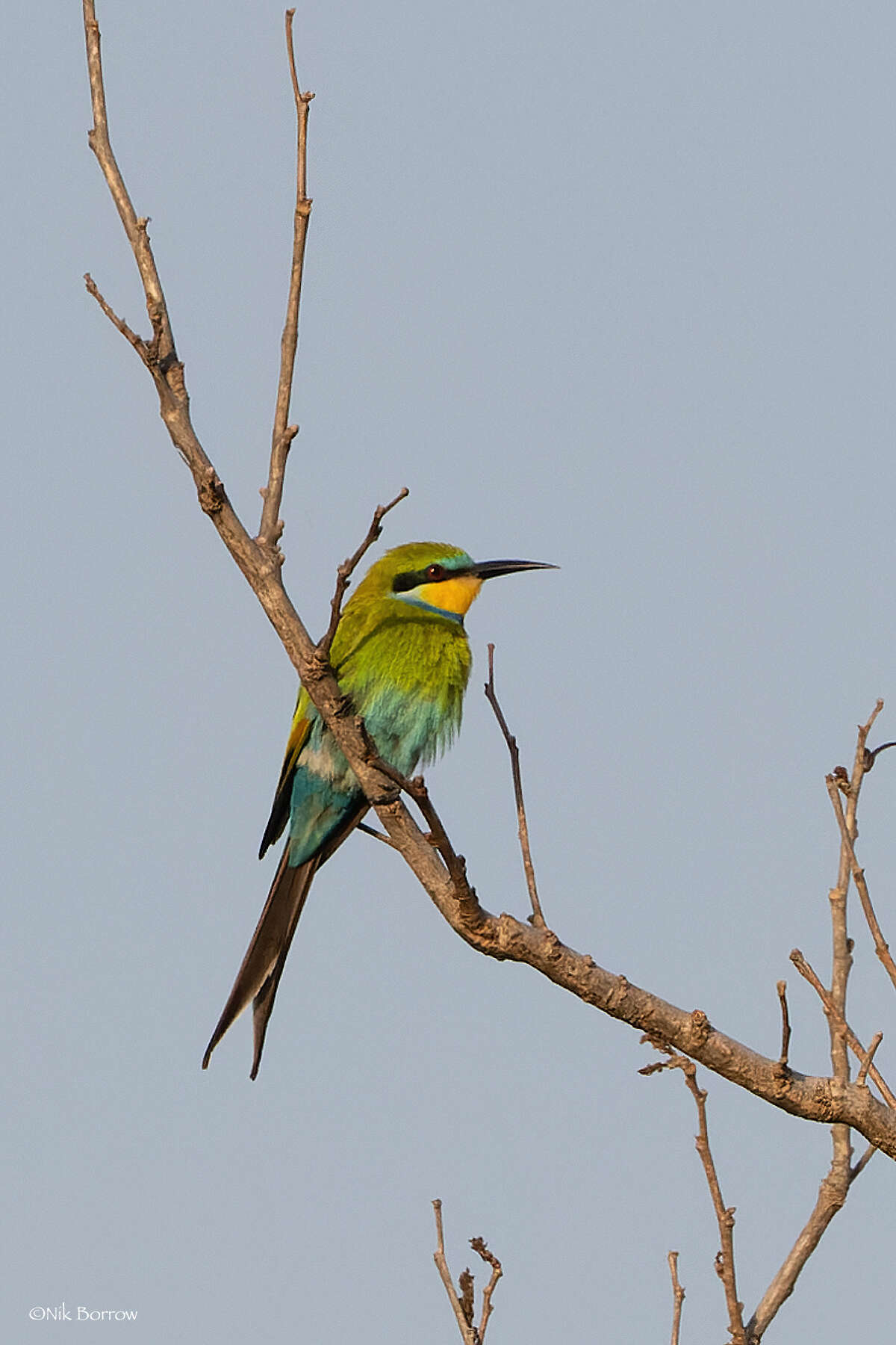 Merops hirundineus chrysolaimus Jardine & Selby 1830的圖片