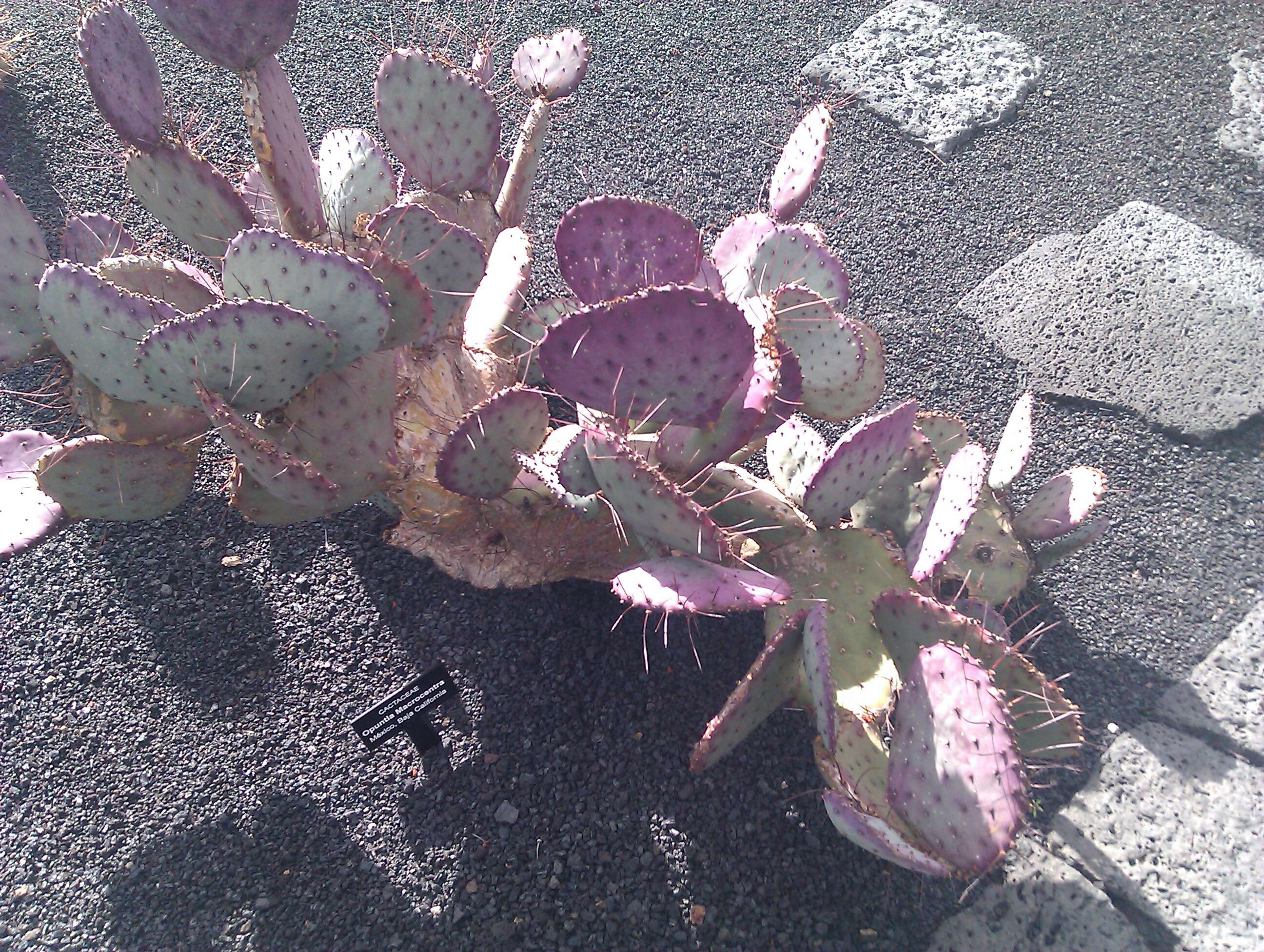 Image of Black-spined pricklypear