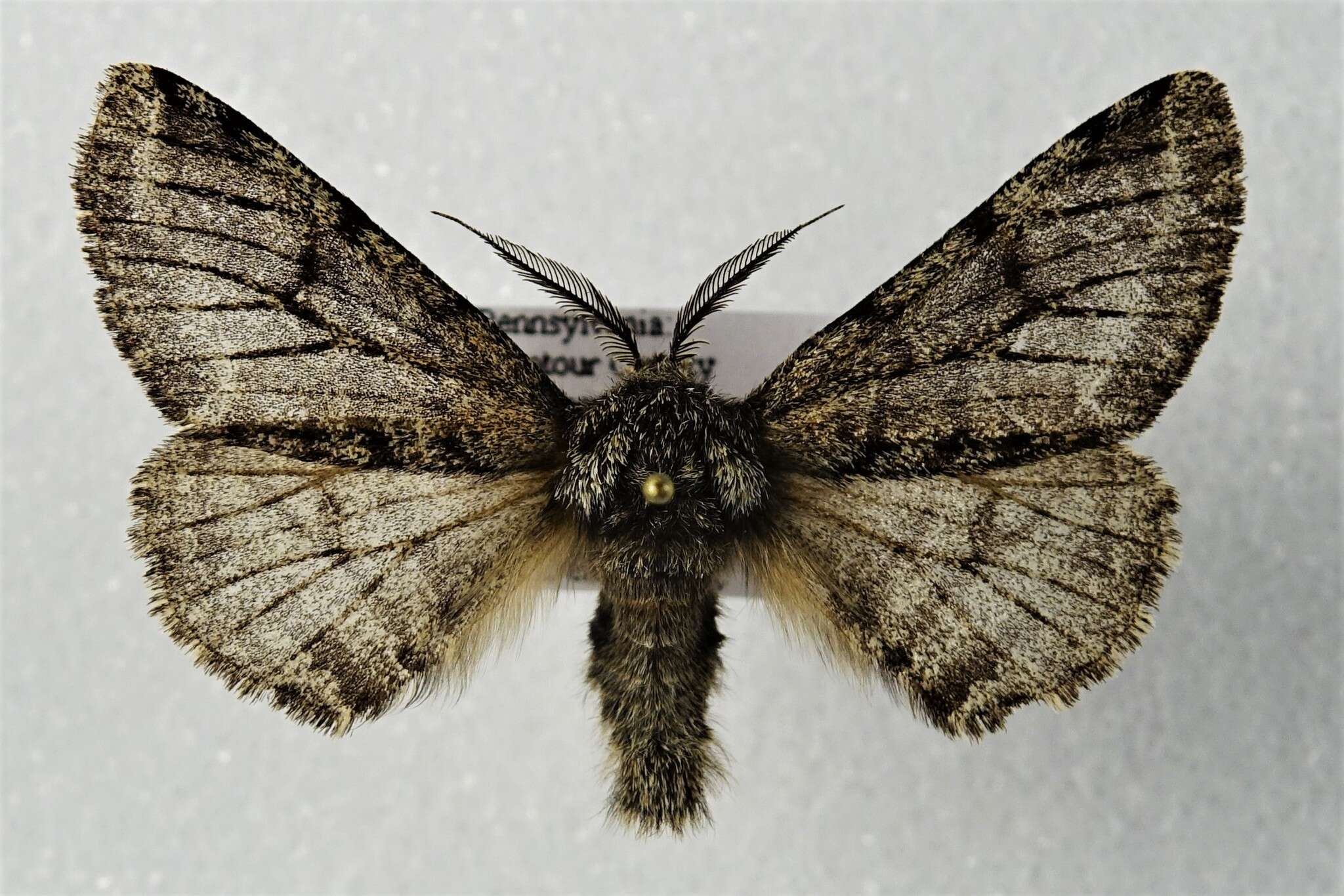 Image of Stout Spanworm Moth