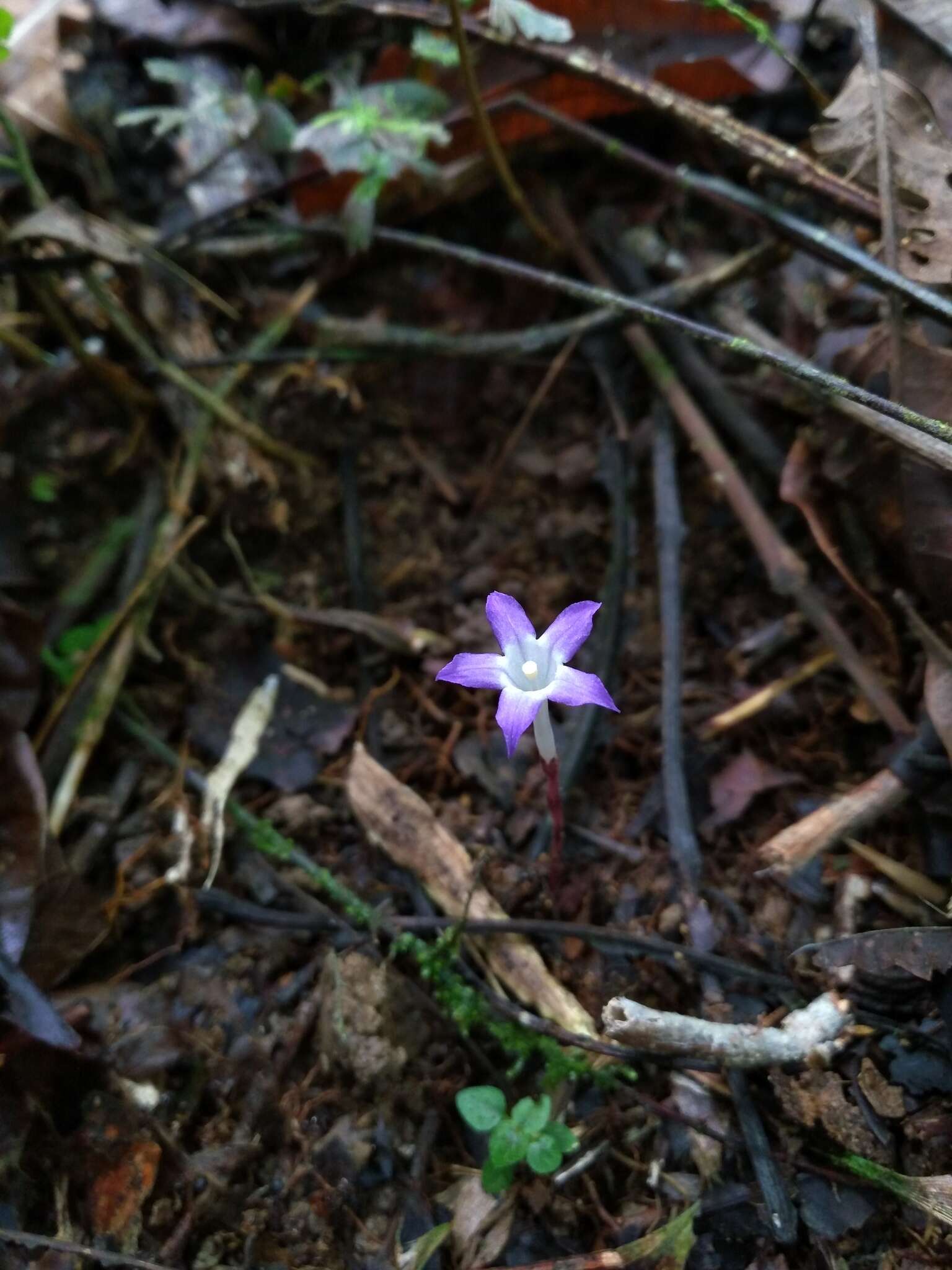 Image de Voyria pittieri (Standl.) L. O. Wms.