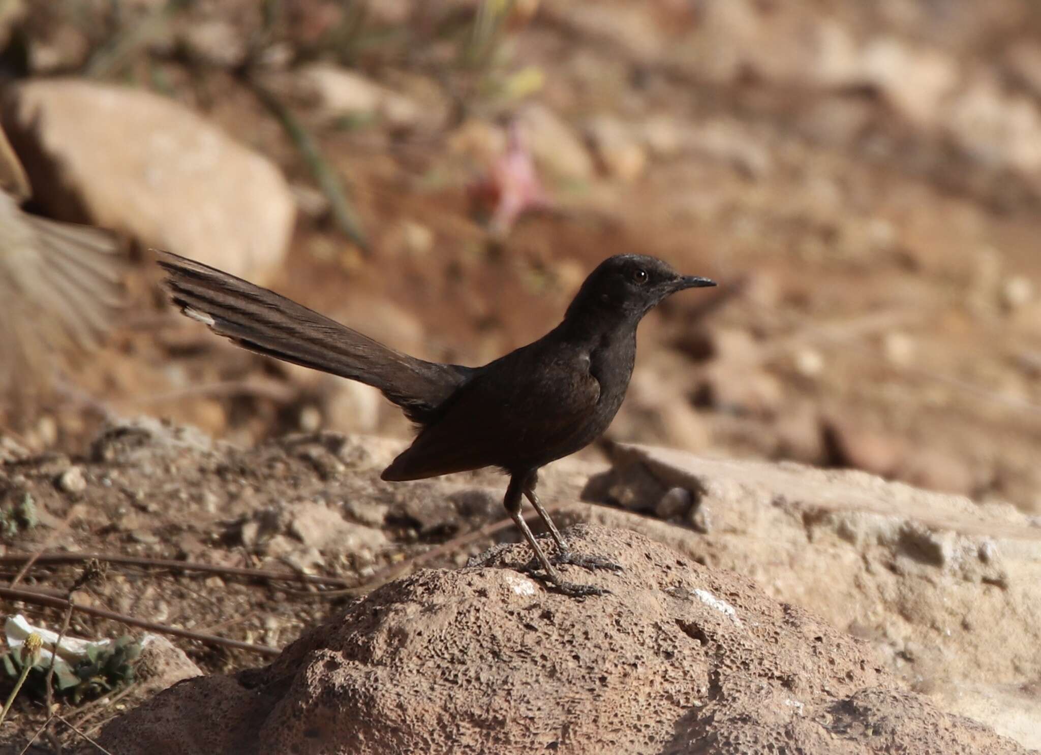 Image of Black Bush Robin