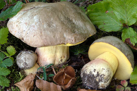 Image de Butyriboletus fechtneri (Velen.) D. Arora & J. L. Frank 2014