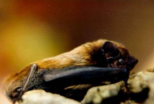 Image of leislers bat, lesser noctule