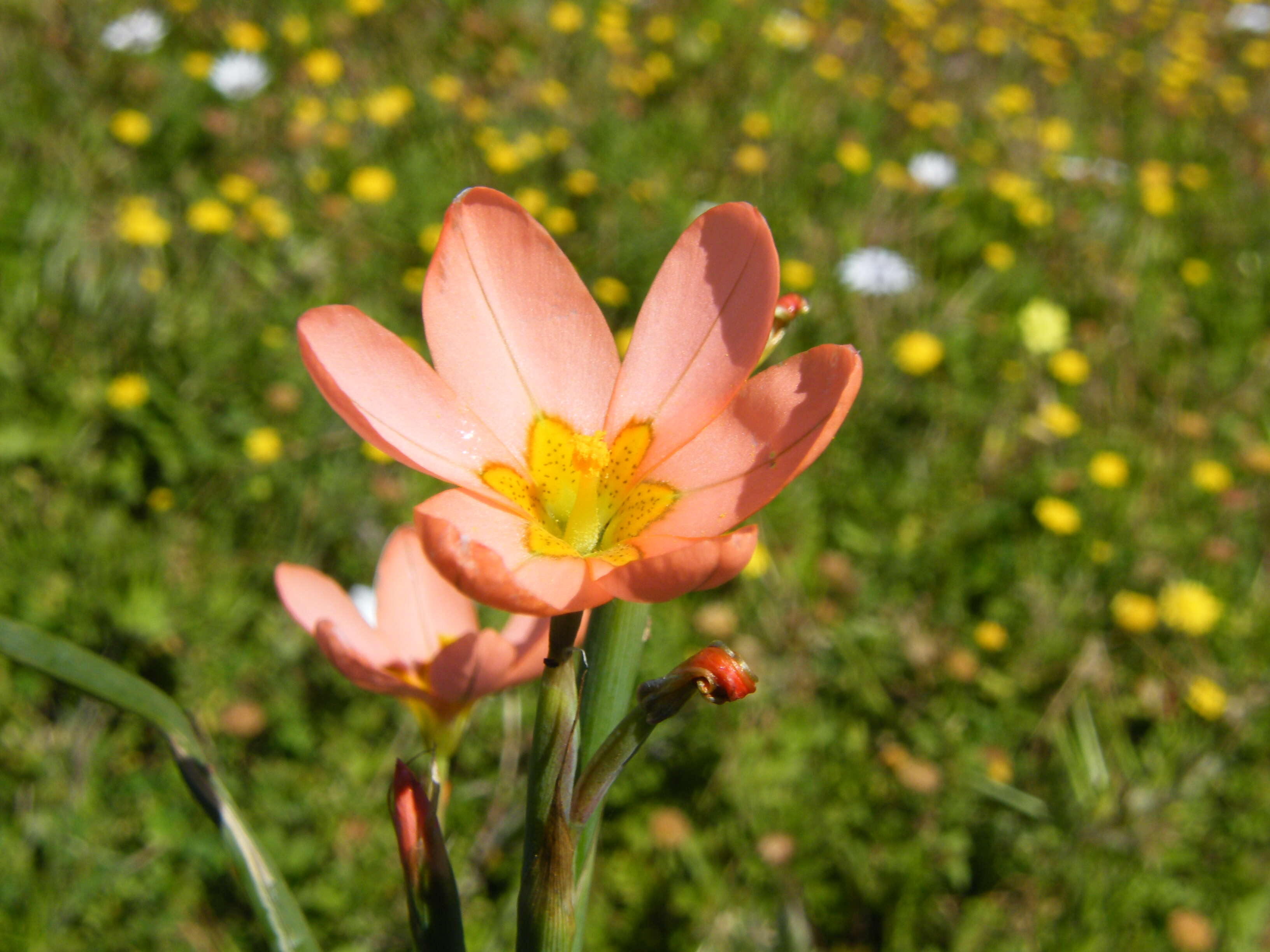 Image of two-leaf Cape tulip